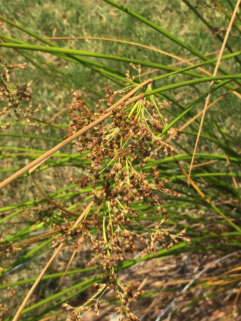 Yellow-brown flower clusters of common rush provide food for birds and other wildlife.