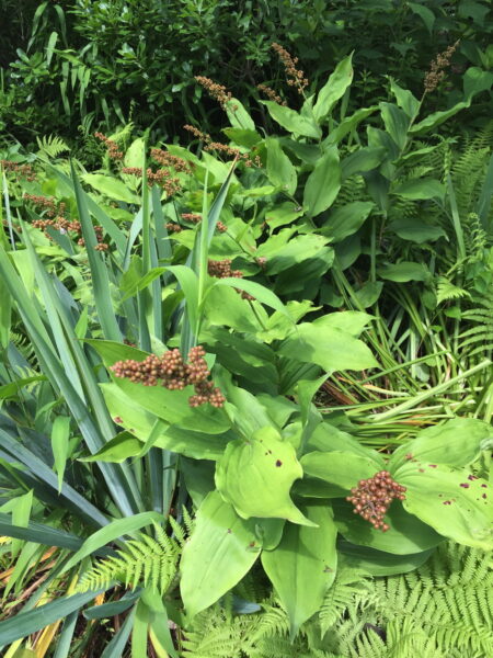 The fruit of false Solomon’s seal is eye-catching in June and will turn ruby red later in the summer