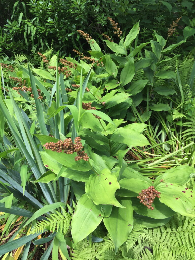 The fruit of false Solomon’s seal is eye-catching in June and will turn ruby red later in the summer