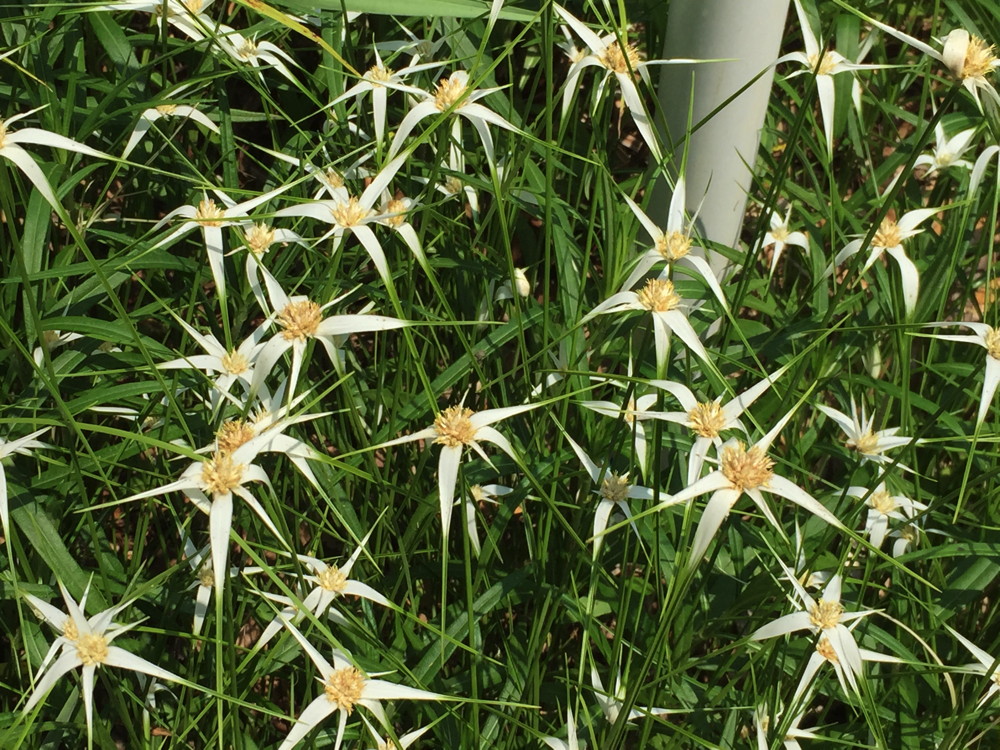 The flower-like bracts of whitetop sedge are unusual in the sedge family in which plants are generally wind-pollinated.