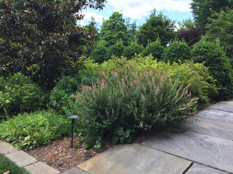 Steeplebush is attractive to butterflies, making it an excellent native substitute for invasive butterfly bush.