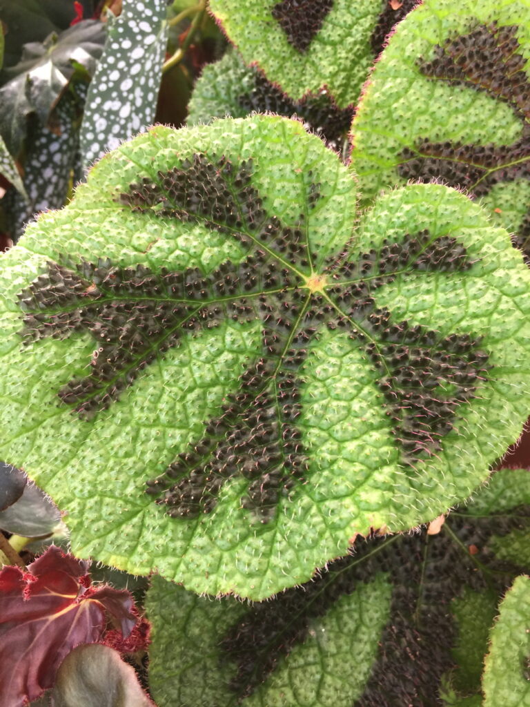 Interesting leaf texture of Begonia ‘Phoe’s Cleo’ from Central and South America.