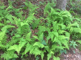 Dennstaedtia punctilobula (hay-scented fern) along one of the forested trails.