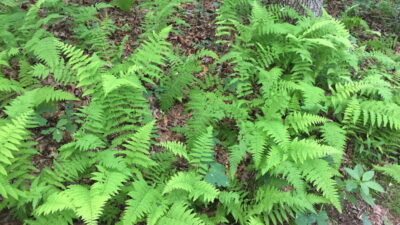 Dennstaedtia punctilobula (hay-scented fern) along one of the forested trails.