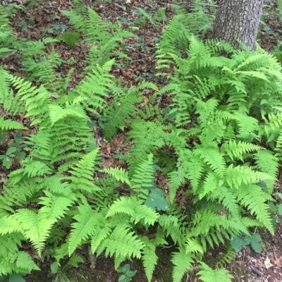 Dennstaedtia punctilobula (hay-scented fern) along one of the forested trails.