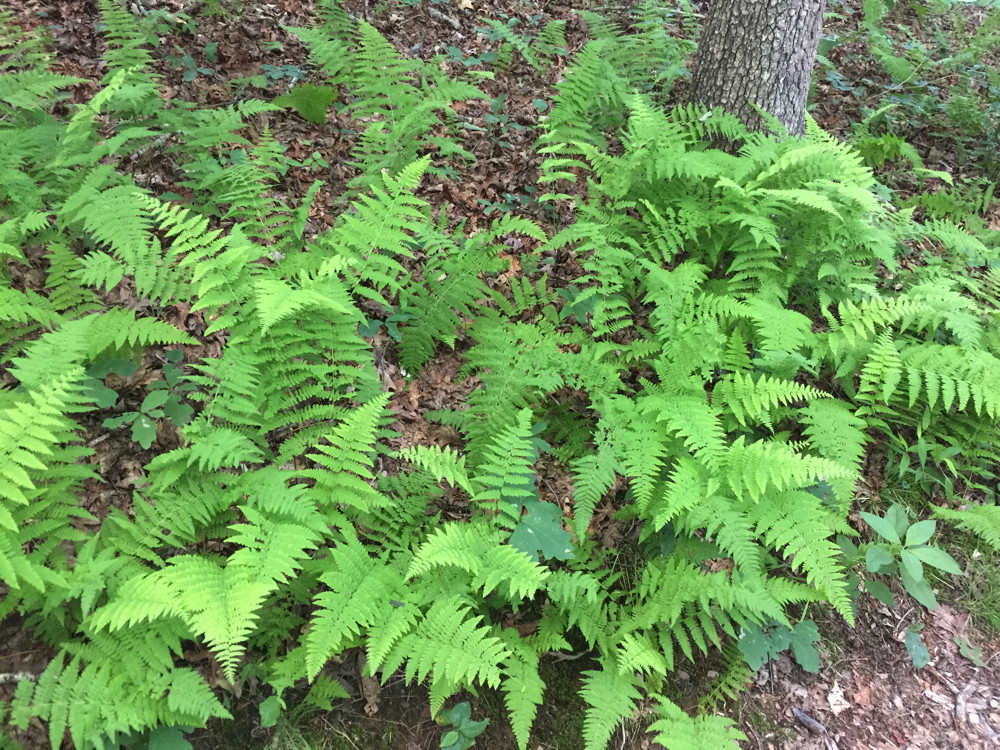 Dennstaedtia punctilobula (hay-scented fern) along one of the forested trails.