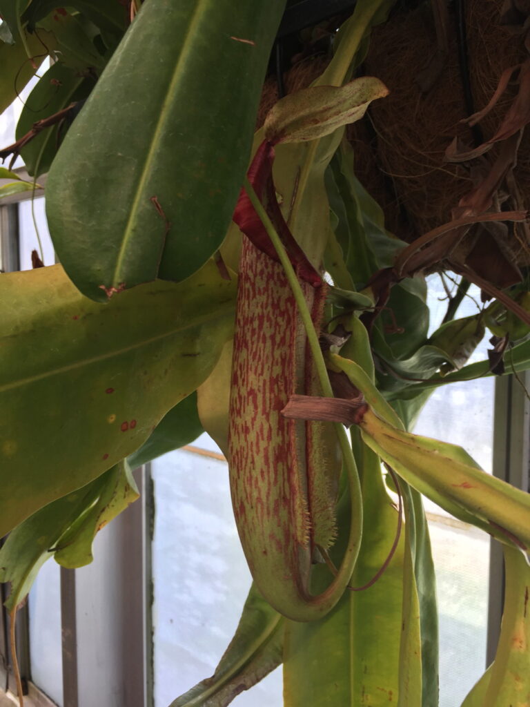 Monkeys in Asia occasionally drink the liquid from tropical pitcher plants of the genus Nepenthes.