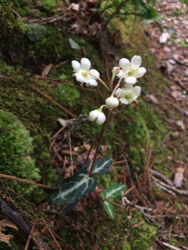 Chimaphila maculata, (spotted or striped wintergreen) is a charming wildflower found along the hiking trails.