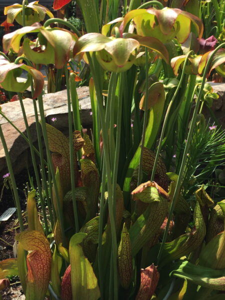 Hybrids of native Sarracenia pitcher plant species bred by Dr. Mellichamp for unique colors, shapes, and patterns