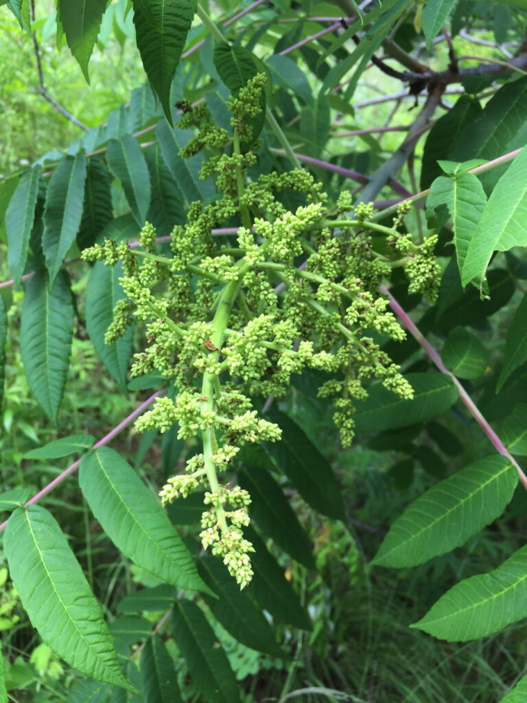 The flowers of staghorn sumac will develop into ornamental fruiting clusters of bright red, hairy drupes in the fall.