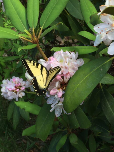 Each flower in the umbel-like inflorescences of Rhododendron maximum measures up to two inches across.