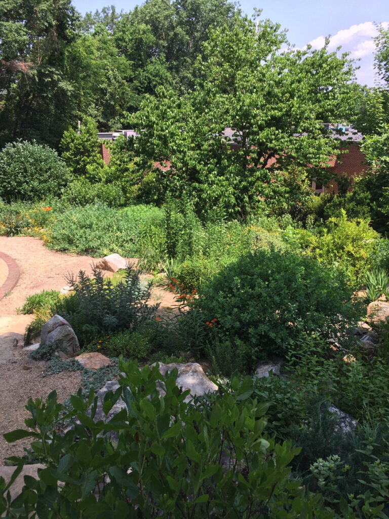 Overview of the Mellichamp Native Terrace.