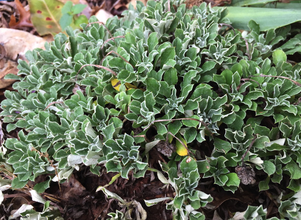 : Shale-barren pussytoes has rosettes of small silvery leaves and spreads slowly to form a thick mat.