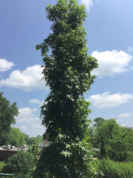 ‘Slender Silhouette’ is a columnar form of our native sweetgum.