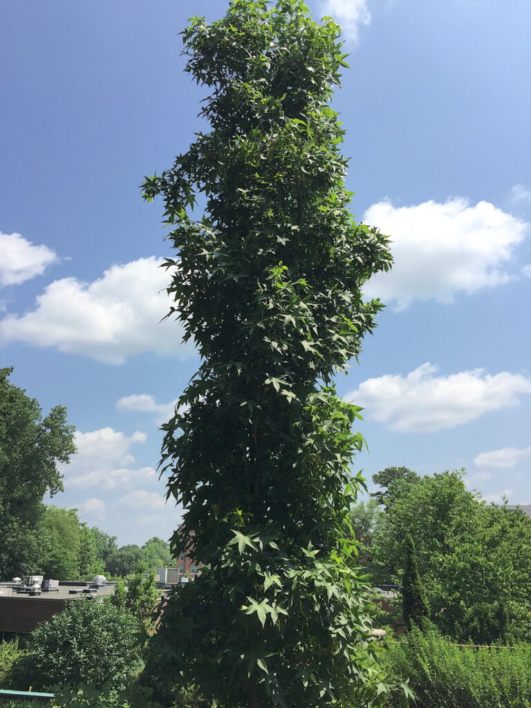 ‘Slender Silhouette’ is a columnar form of our native sweetgum.