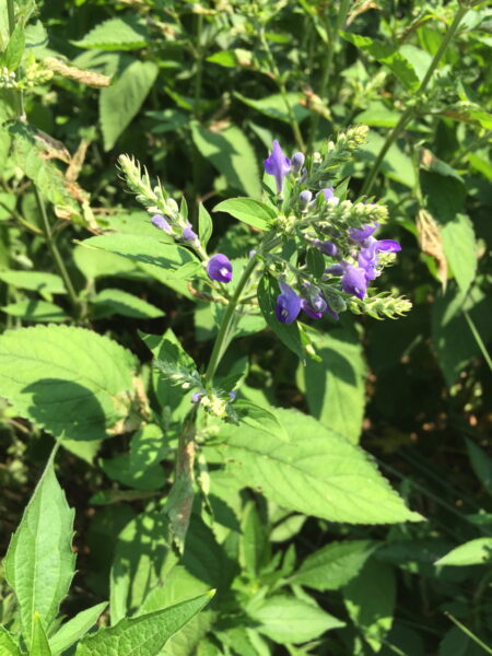 Hoary skullcap gets its name from the helmet-shaped calyx of its flower.