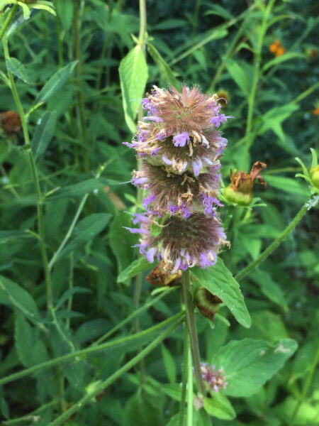 Downy wood mint attracts native bees and other pollinators but is resistant to deer and rabbits.