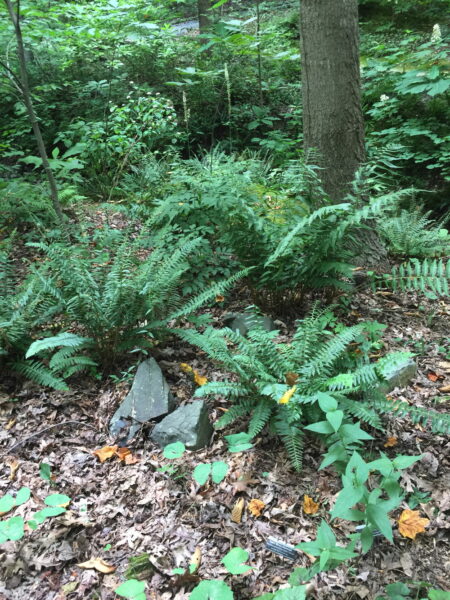 Van Landingham Glen is home to native trees, shrubs, ferns, and wildflowers.