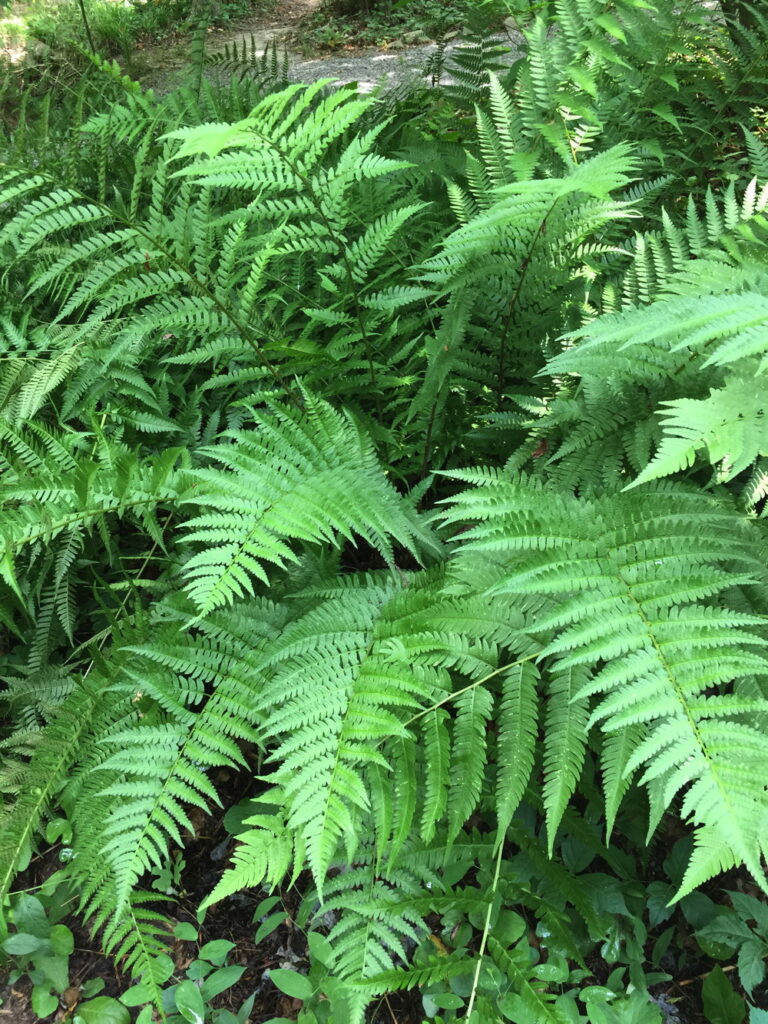 The rich green fronds of male fern are up to three feet long.