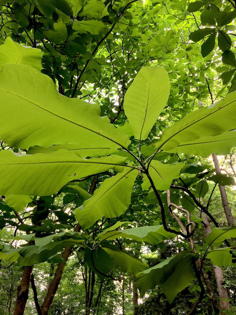 The deciduous leaves of bigleaf magnolia are up to 1 foot wide and three feet long.