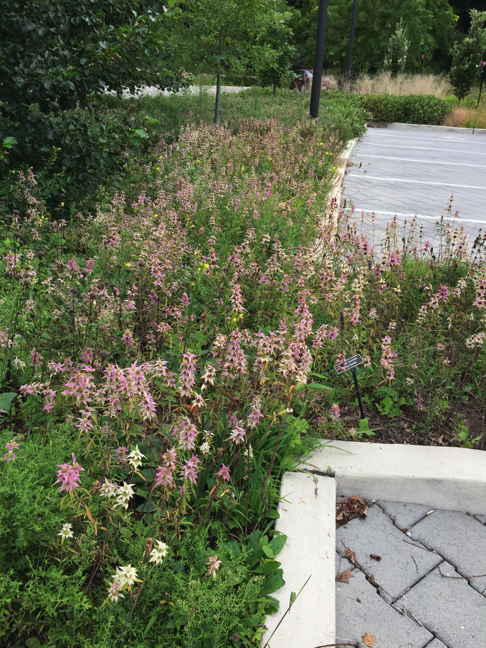 A mass planting of the yellow and pink stacked, whorl-like flowers of Monarda punctata attract attention along the edge of Brookside Garden's parking lot. Green shrubs and tan wispy grasses can be seen in the background.