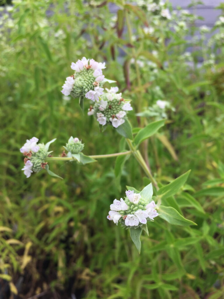 Virginia mountain-mint is an erect, many-branched plant with profuse flat-topped flower clusters.