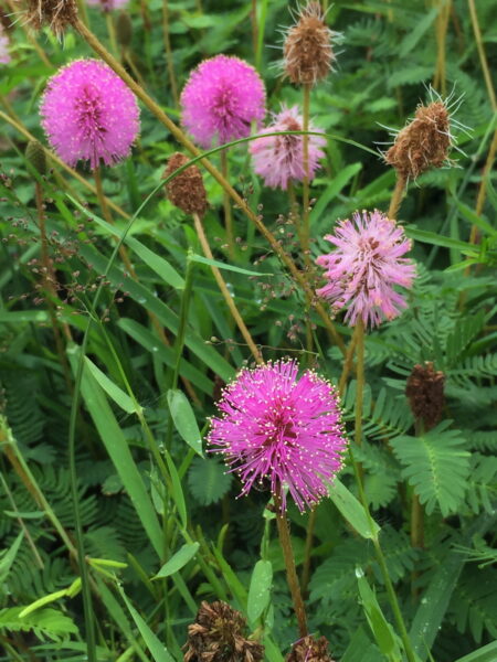 Sunshine mimosa is used as a turf replacement in Florida.