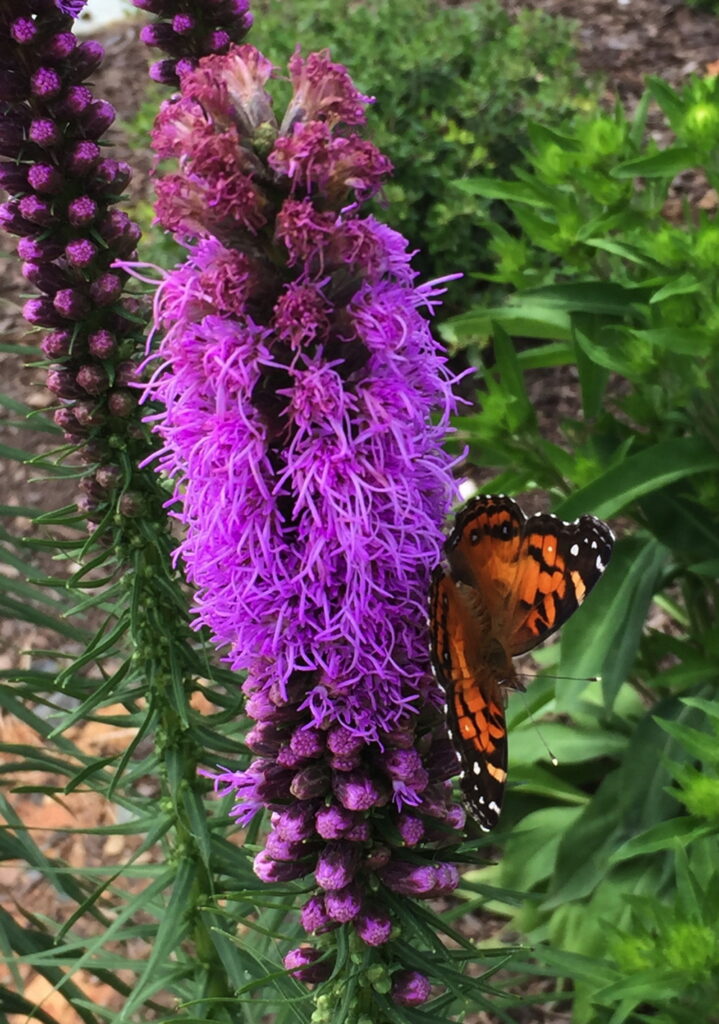 Pollinators, such as this painted lady butterfly, flock to the native flowers in the Dry Piedmont Prairie.
