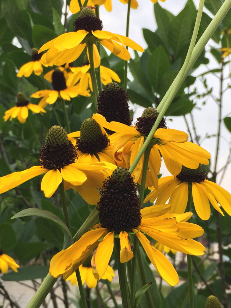 The central cones of large coneflowers range from 2 to 6 inches.