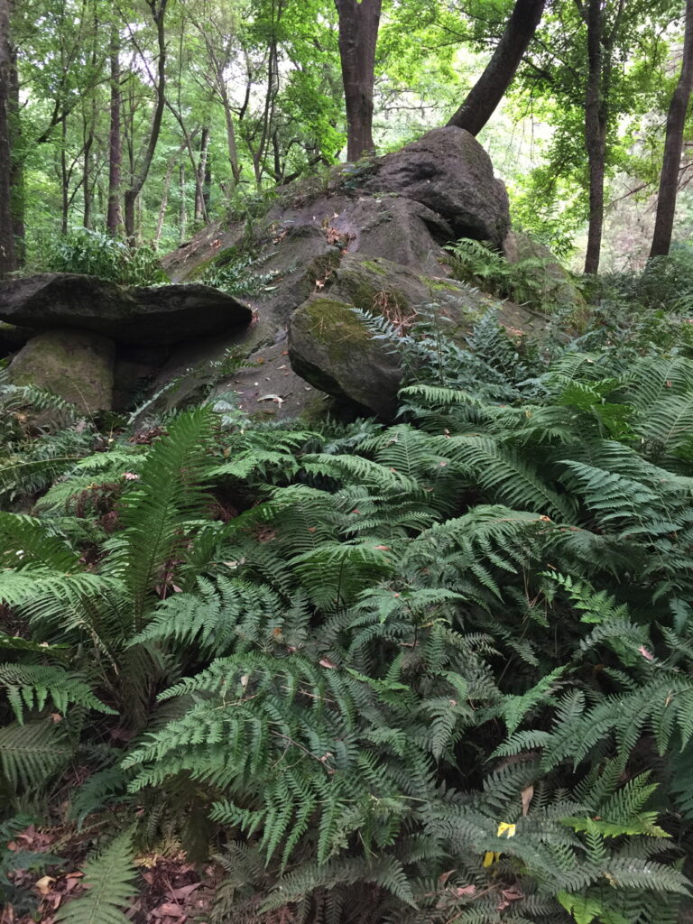 The “Ferns of the World” exhibit showcases native and non-native ferns in woodsy, naturalistic setting.