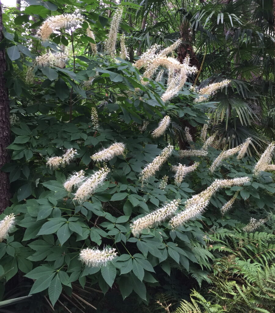 Bottlebrush buckeye has spectacular blooms in mid-summer.