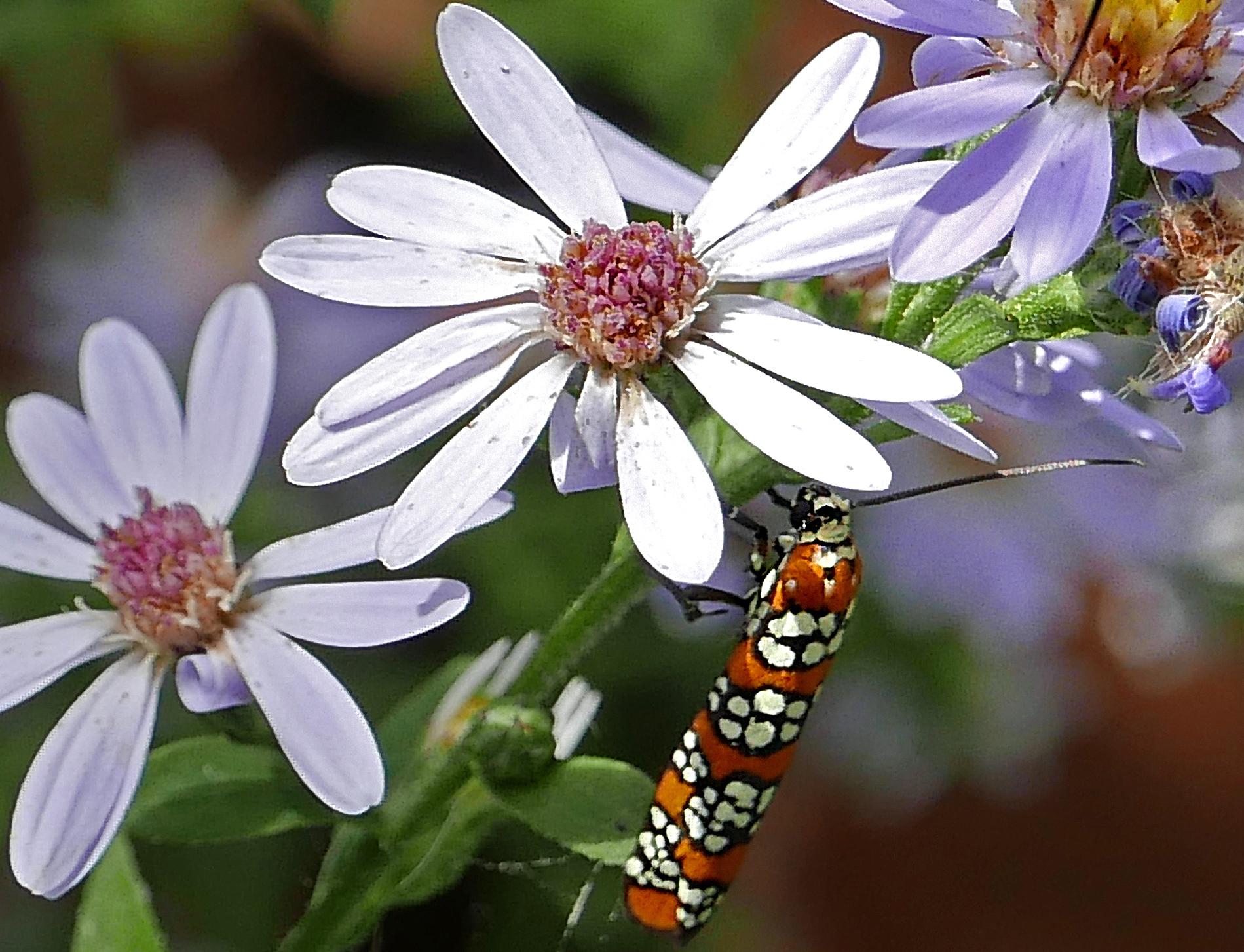 Ailanthus webworm moth feeding on Symphyotrichum cordifolium (Blue Wood or Heart-leaved Aster) flowers in October. 2019-10-07, Arlington, Virginia.