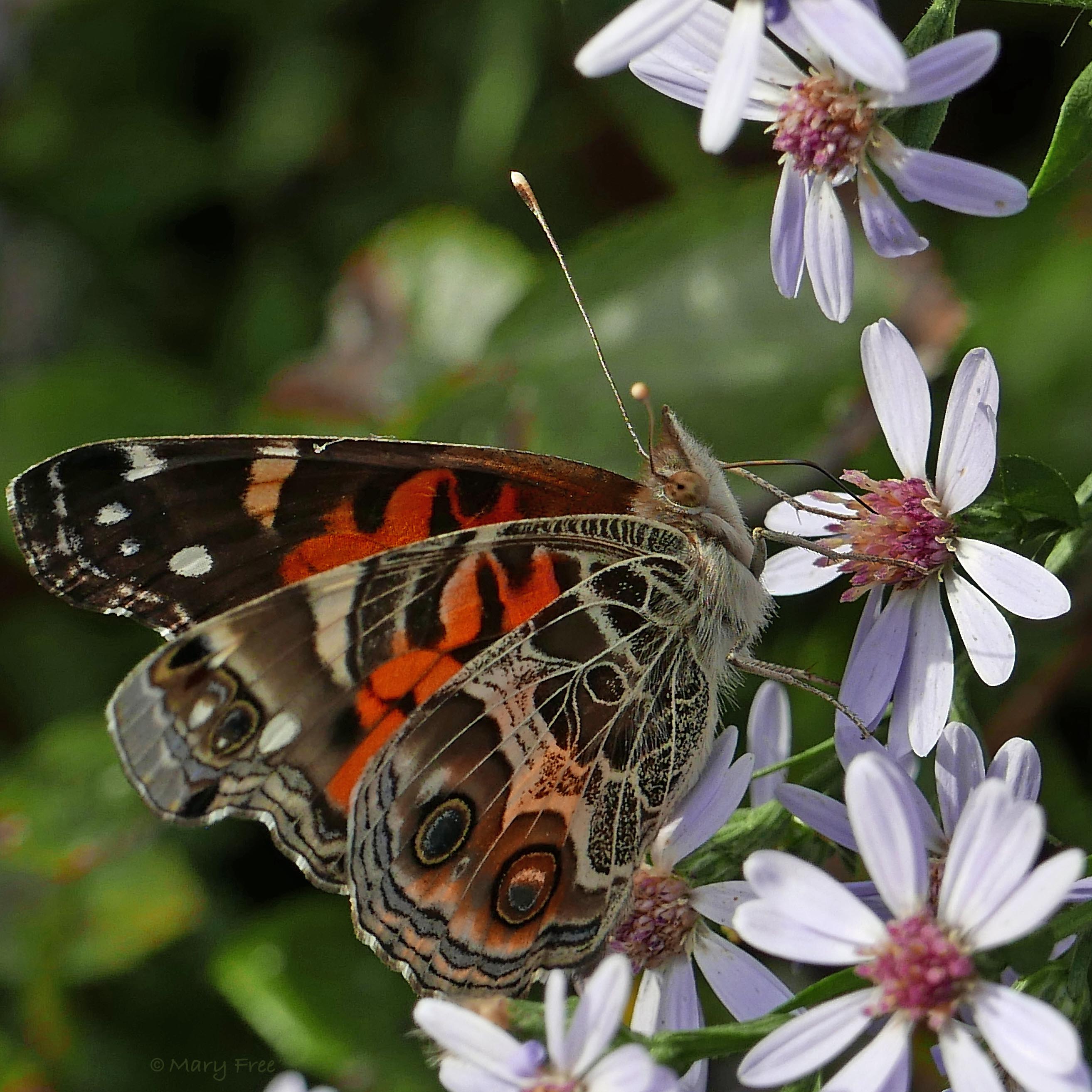 American lady butterfly feeding on Symphyotrichum cordifolium (Blue Wood or Heart-leaved Aster) flowers in October. 2019-10-07, Arlington, Virginia.