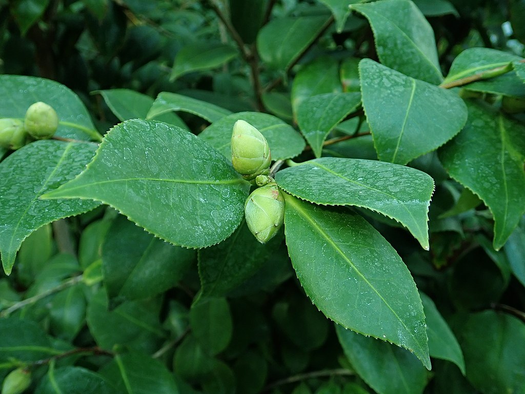 Photo of Camelia sinensis buds.