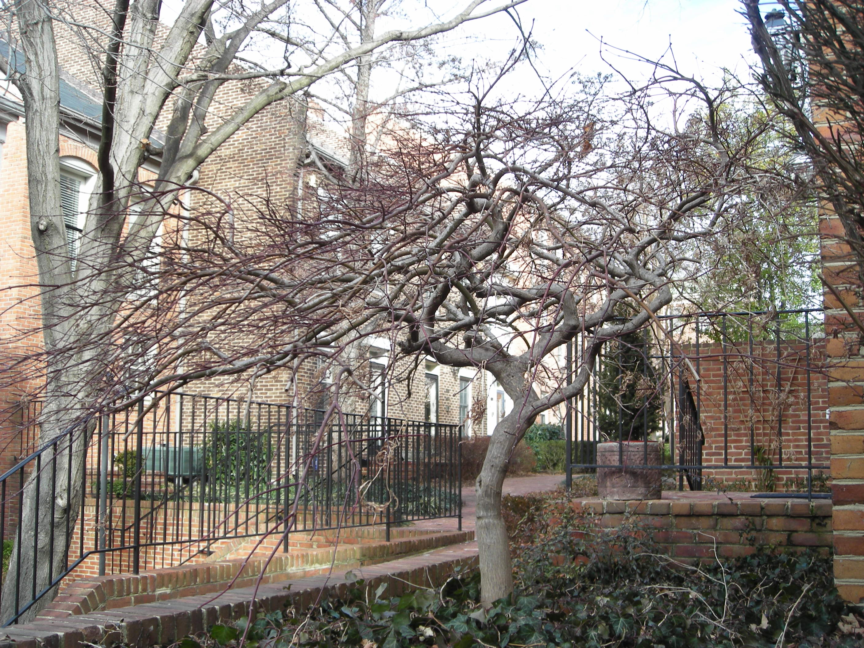 Once the leaves have fallen, the purplish twigs of this Acer palmatum in Alexandra, Virginia add color to the winter landscape.