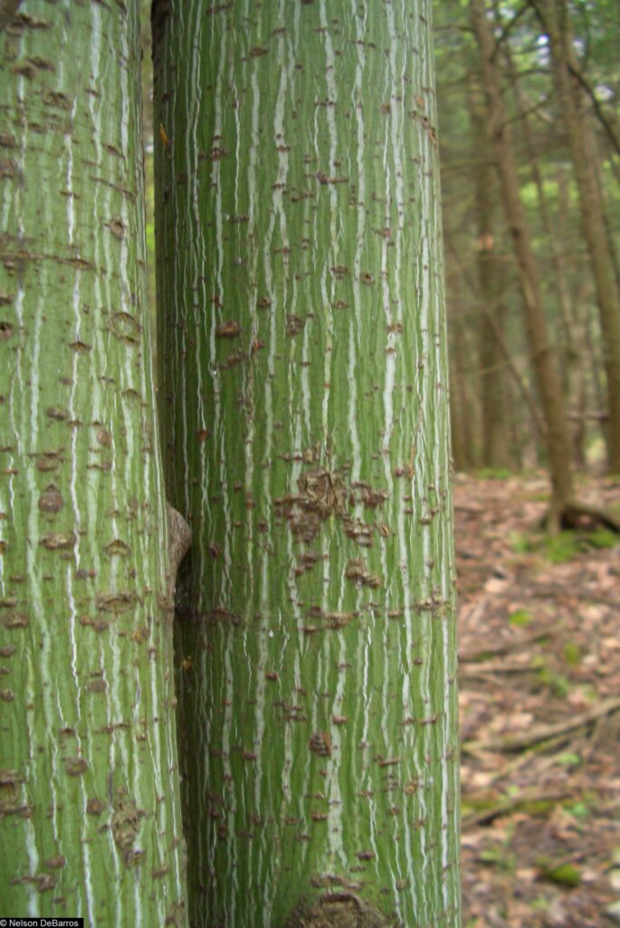 Acer_pensylvanicum_by_Nelson_DeBarros_hosted_by_the_USDA-NRCS_PLANTS_Database