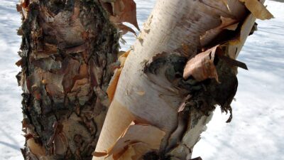Betula nigra trees display the most multi-layered bark of all birches.