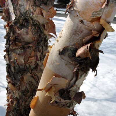 Betula nigra trees display the most multi-layered bark of all birches.