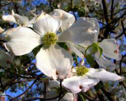 Four showy, petal-like bracts (white or pink) subtend yellow-green flower clusters of Cornus florida (flowering dogwood)