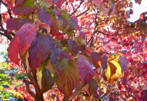 Benthamidia florida (Flowering Dogwood) red to purplish fall foliage