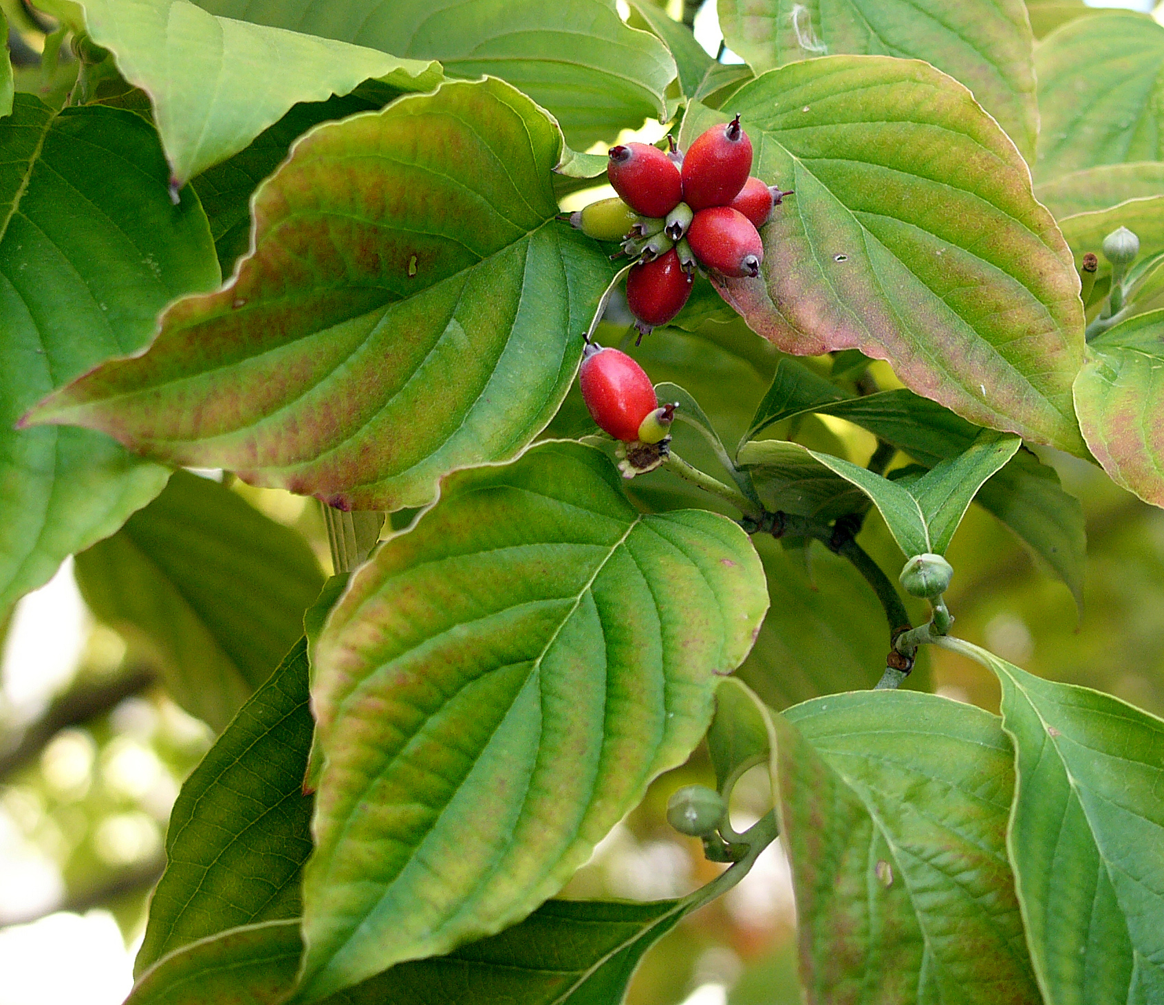 Benthamidia florida (Flowering Dogwood) green and bright red drupes and flower buds