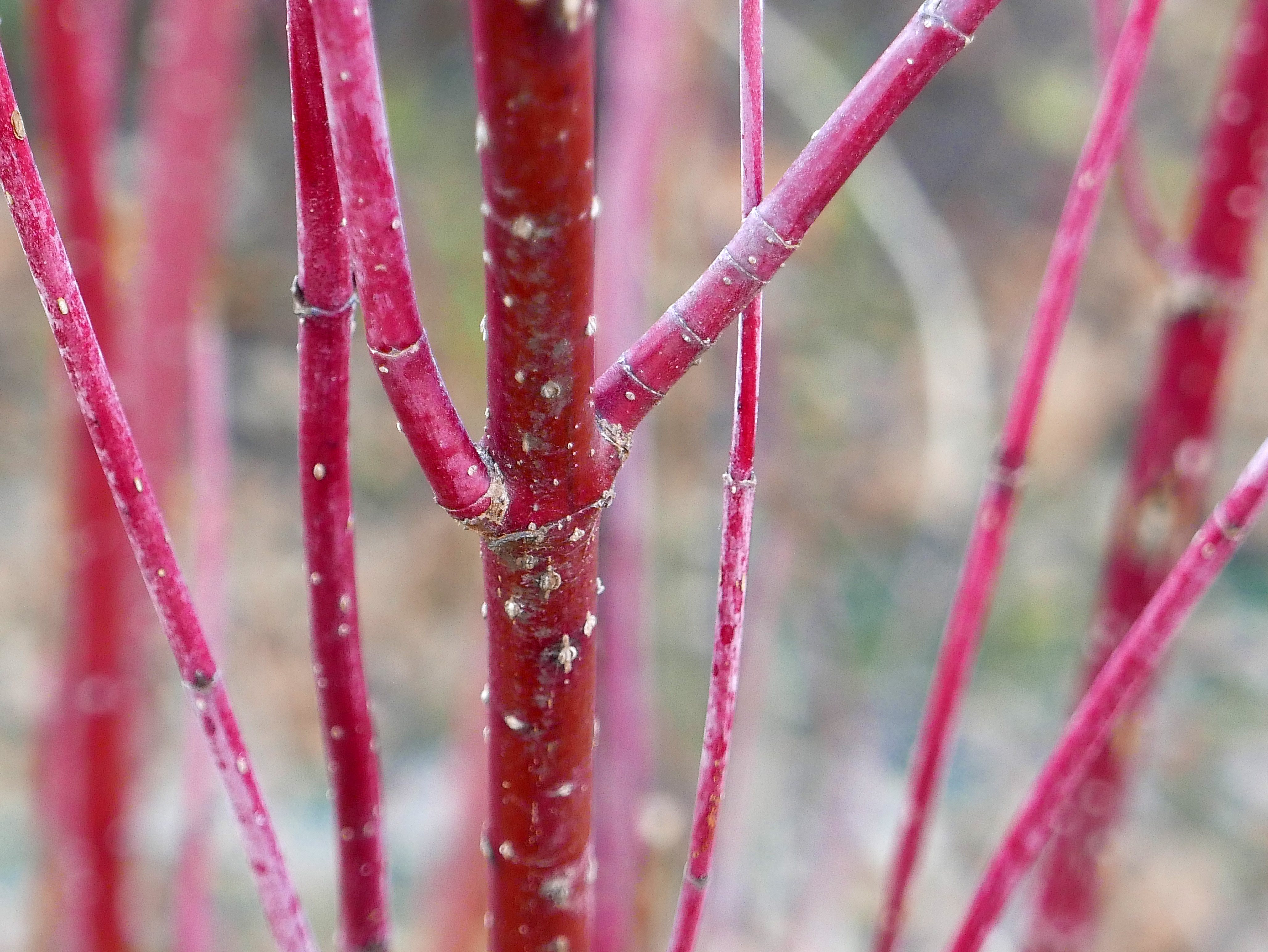 Cornus sericea 'Baileyi,' as pictured here at the Glencarlyn Library Community Garden, is striking as a lone specimen shrub or when planted en masse or intermixed with evergreens to form shrub borders.