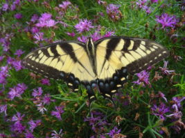 An eastern tiger swallowtail butterfly pollinating dwarf Vernonia lettermannii 'iron Butterfly' (ironweed) in late August 2019..