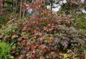 Hydrangea quercifolia (Oakleaf Hydrangea) in landscape in November. 2013-11-1, Green Spring Gardens, Alexandria, VA.