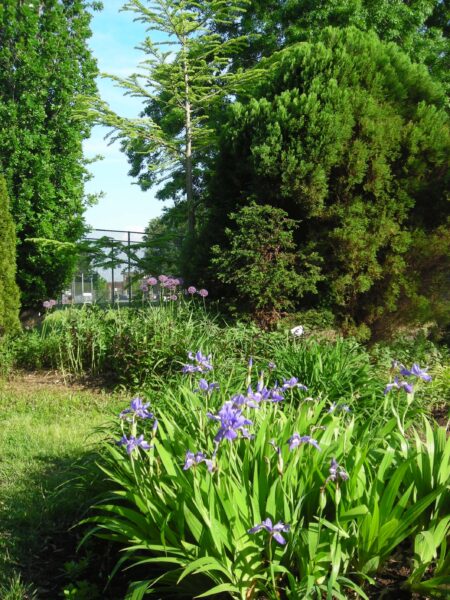 In May 2019, irises bloom in The Berm, and in the background, alliums bloom next to the cedars by the path. Graceful Pseudolarix amabilis (golden larch, center back), turns a luminous gold in fall prior to needle drop.