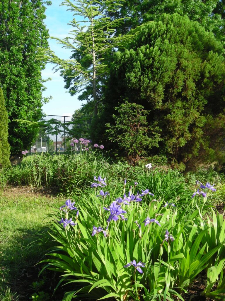 In May 2019, irises bloom in The Berm, and in the background, alliums bloom next to the cedars by the path. Graceful Pseudolarix amabilis (golden larch, center back), turns a luminous gold in fall prior to needle drop.