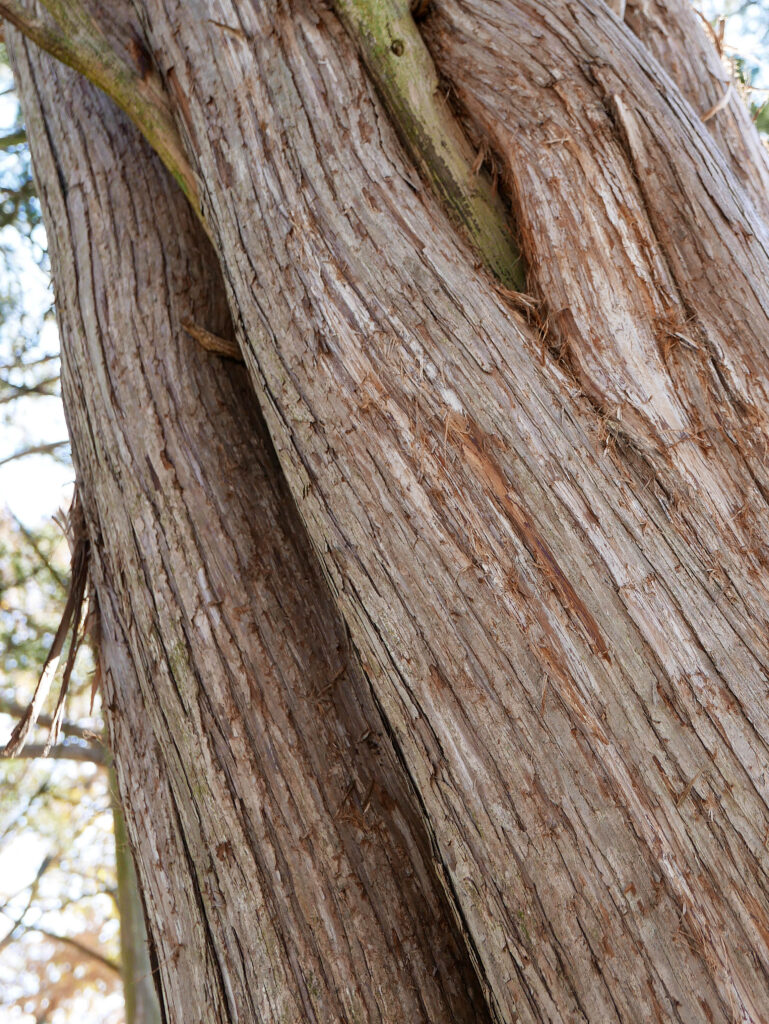 uniperus virginiana, Eastern Redcedar tree trunk and bark