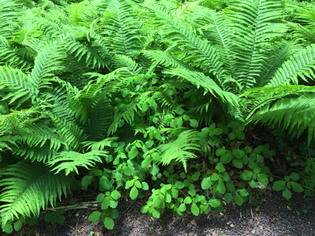 Matteuccia struthiopteris (Ostrich Fern) in May landscape. Plant in foreground is Impatiens capensis. Photo by Elaine L. Mills, 2015-05-02, National Arboretum.