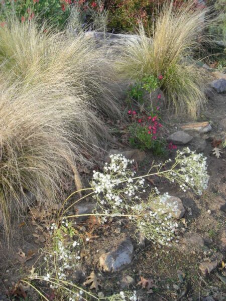 Salvia, Euphorbia, and Nassella tenuissima (Mexican feather grass) in November 2019.