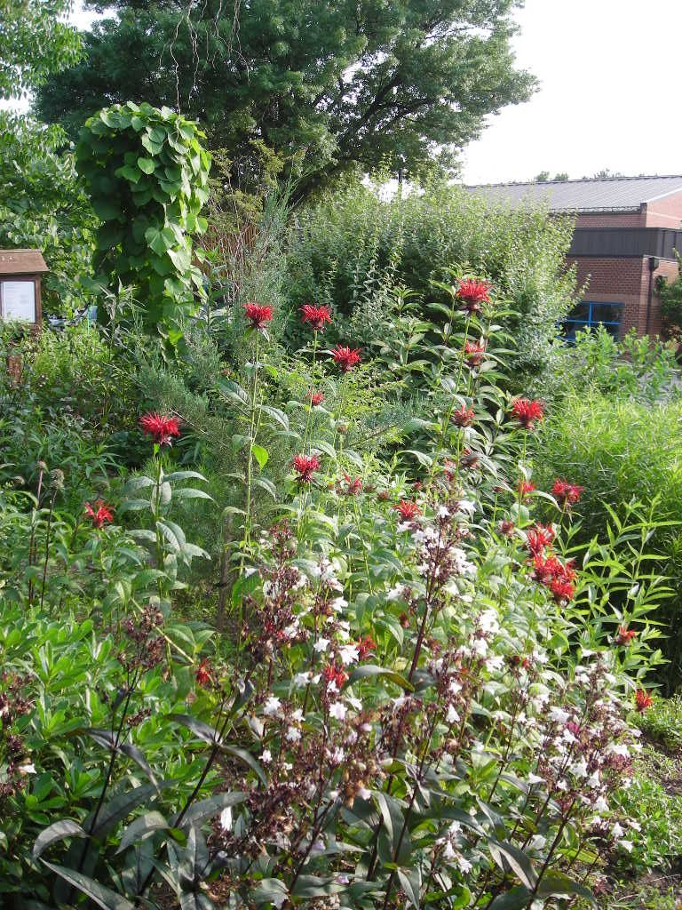 A scene at Simpson Park Demonstration Garden in June featuring the red flowers of Monarda didyma (Scarlet Beebalm, Oswego Tea) and the white flowers of Penstemon with the green leaves of pipevine, various shrubs, and a tall tree in the background